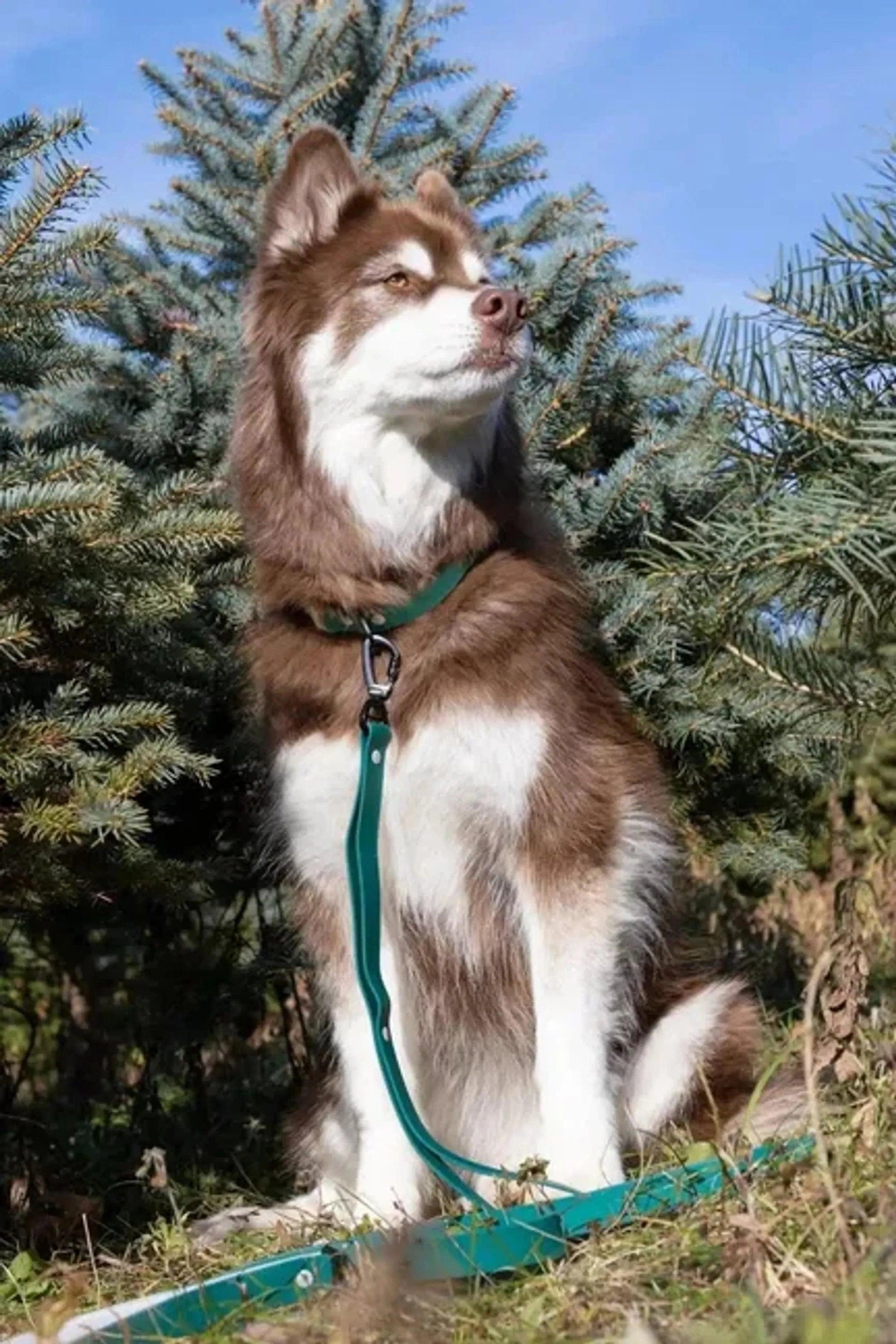 Siberian Spruce Waterproof Dog Leash - Pawtastic Pet Supplies