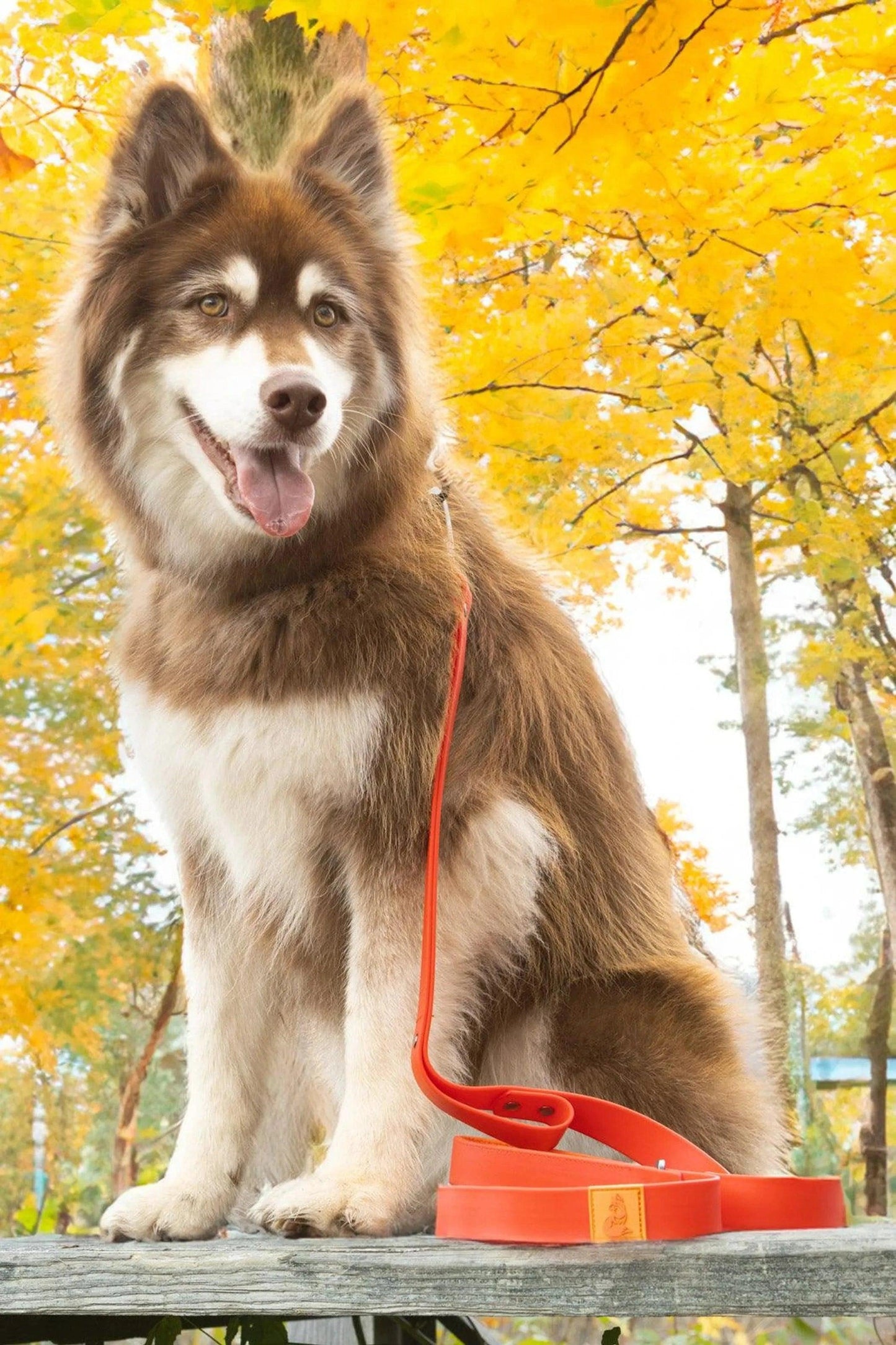 Scarlet Peaks Waterproof Leash - Pawtastic Pet Supplies