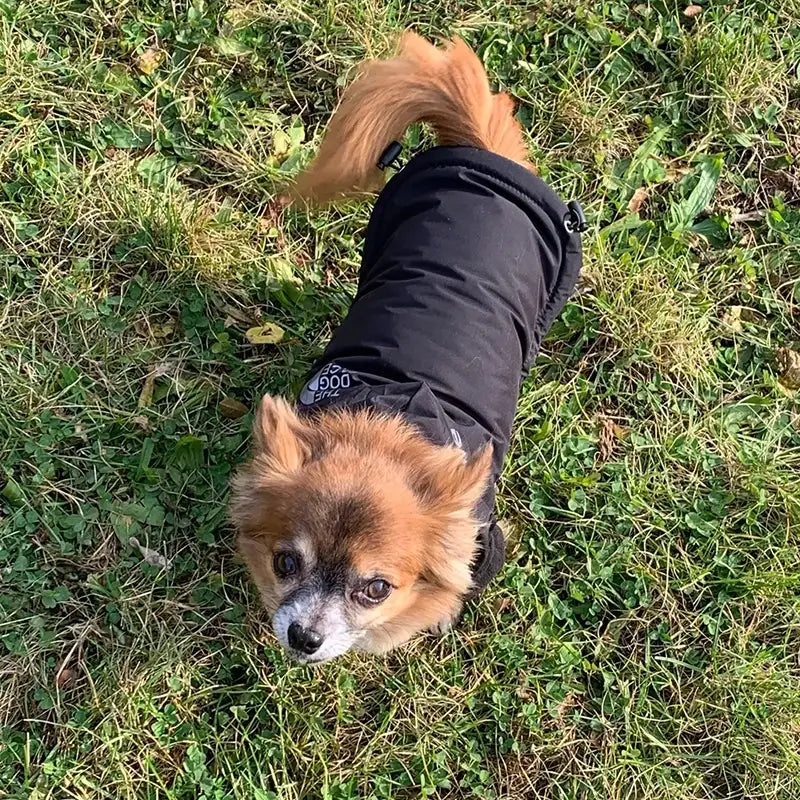 North Face Waterproof Reflective Pet Coat for Small Medium Dogs