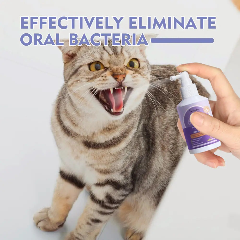 Striped tabby cat with an open mouth being sprayed with an oral care product.