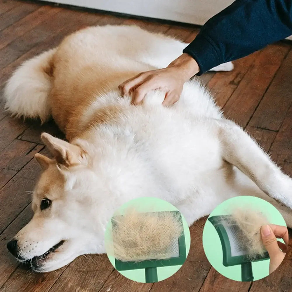 White and tan Shiba Inu dog lying on its back while being petted.