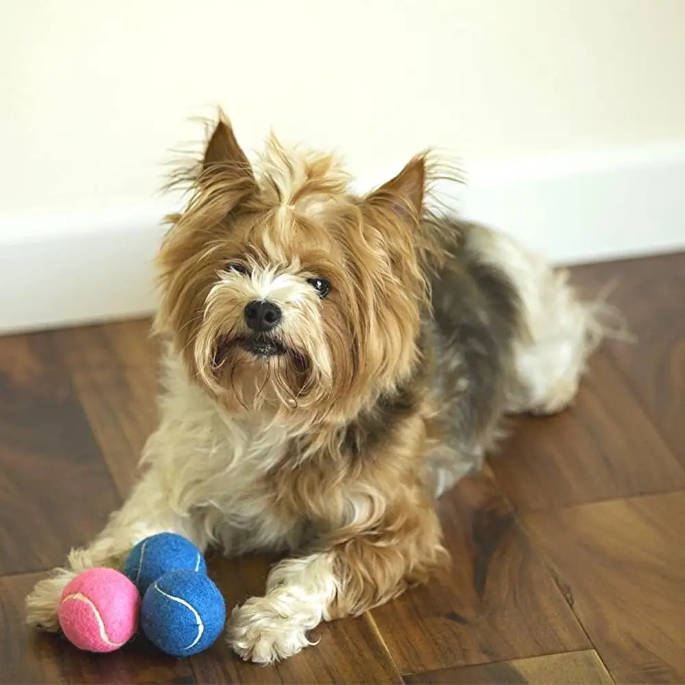 Happy Birthday Dog Tennis Balls (12 Pack) (Small, Blue)