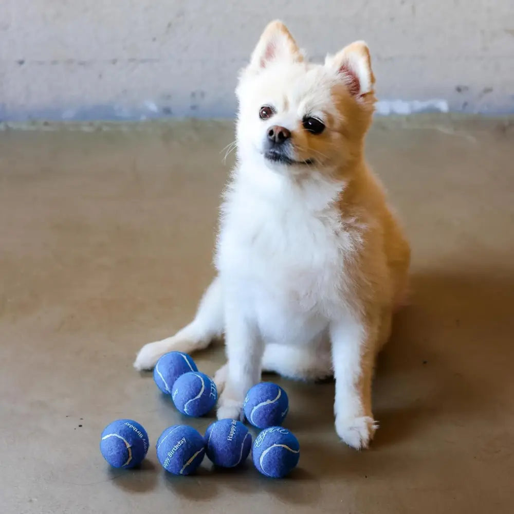 Happy Birthday Dog Tennis Balls (12 Pack) (Small, Blue)